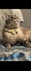 Lost Male Cat last seen Cochran park, Council Bluffs, IA 51501