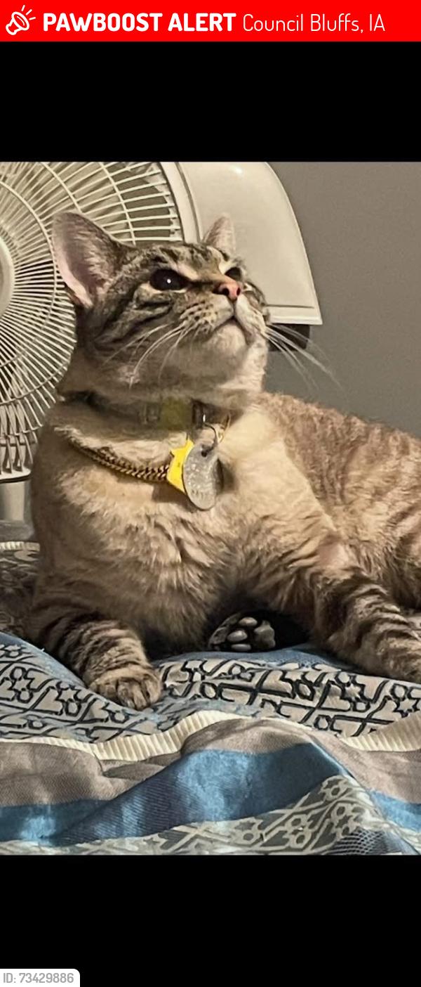 Lost Male Cat last seen Cochran park, Council Bluffs, IA 51501