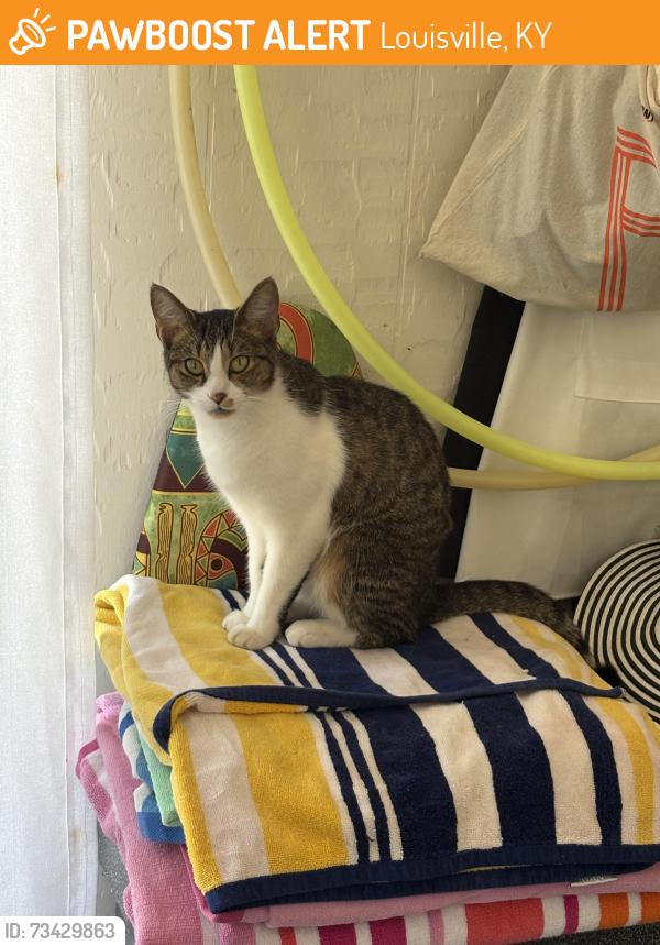 Found/Stray Female Cat last seen Easum Rd & Chenoweth Run Rd, Louisville, KY 40299
