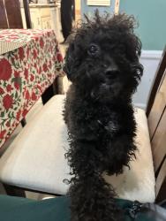 Reunited Female Dog last seen 15th & derrom, Paterson, NJ 07501