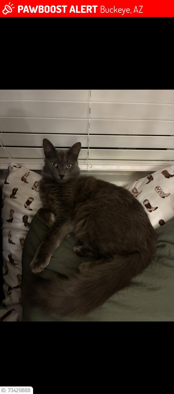 Lost Male Cat last seen Jackrabbit & Thomas, Buckeye, AZ 85396