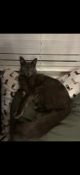 Lost Male Cat last seen Jackrabbit & Thomas, Buckeye, AZ 85396