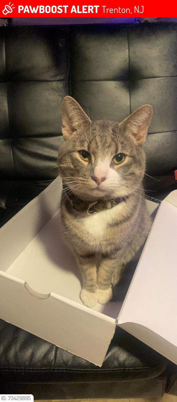 Lost Male Cat last seen franklin st trenton nj, Trenton, NJ 08610