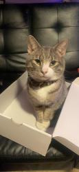 Lost Male Cat last seen franklin st trenton nj, Trenton, NJ 08610