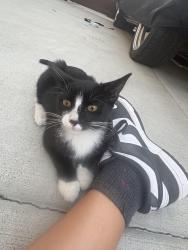 Found/Stray Female Cat last seen Church and Armstrong, Fresno, CA 93727
