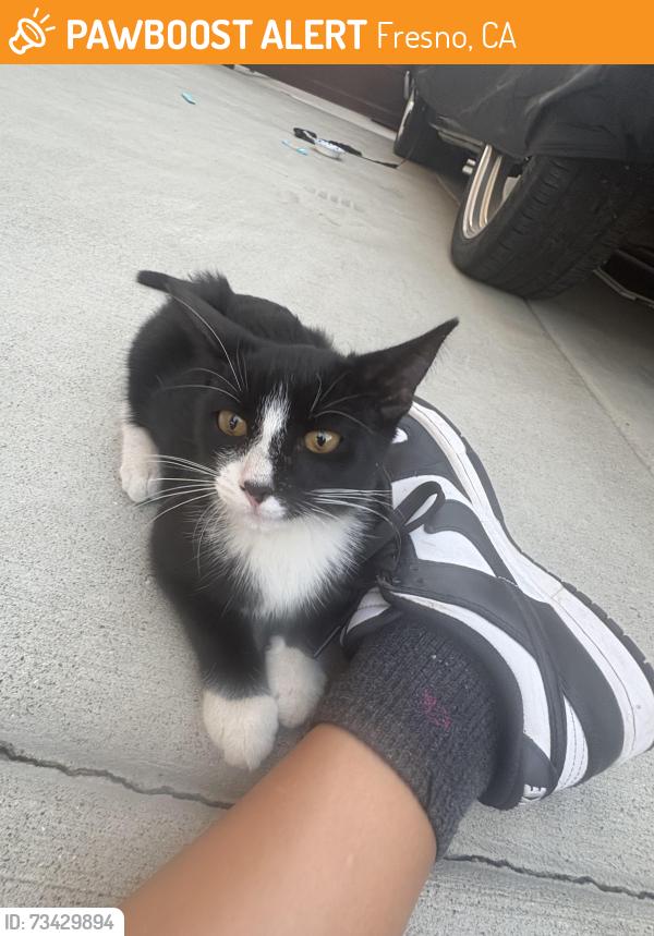 Found/Stray Female Cat last seen Church and Armstrong, Fresno, CA 93727