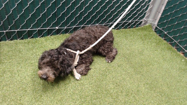 Shelter Stray Male Dog last seen , 11258 Garfield Ave, Downey, CA 90242, USA
