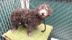 Shelter Stray Male Dog last seen , 11258 Garfield Ave, Downey, CA 90242, USA