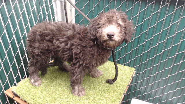 Shelter Stray Male Dog last seen , 11258 Garfield Ave, Downey, CA 90242, USA
