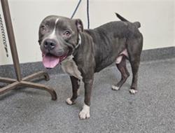 Shelter Stray Male Dog last seen , 3201 Lacy St, Los Angeles, CA 90031, USA