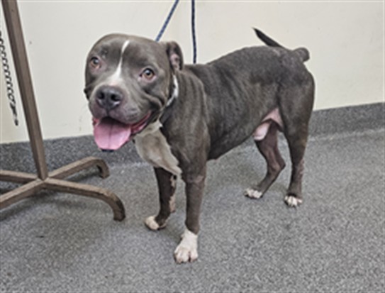 Shelter Stray Male Dog last seen , 3201 Lacy St, Los Angeles, CA 90031, USA