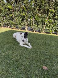 Found/Stray Male Dog last seen N Oak St & W Regent St, Inglewood, CA 90301