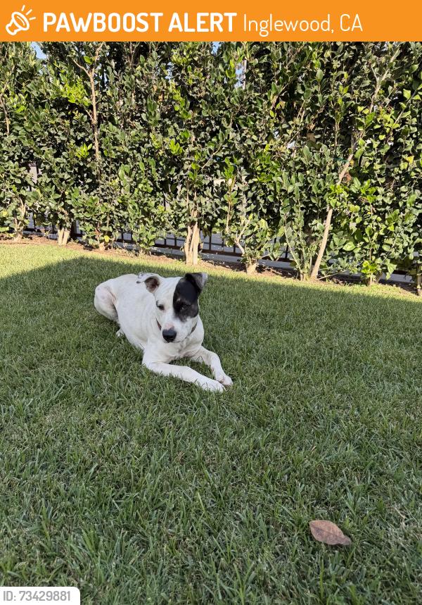 Found/Stray Male Dog last seen N Oak St & W Regent St, Inglewood, CA 90301