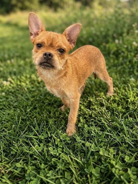 Shelter Stray Female Dog last seen , 4275 Elton St, Baldwin Park, CA 91706, USA
