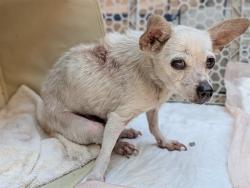 Shelter Stray Female Dog last seen , 4275 Elton St, Baldwin Park, CA 91706, USA