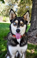 Shelter Stray Male Dog last seen Memorial Hospital yakima and 28th, City of Yakima, WA, 2405 W Birchfield Rd, Yakima, WA 98901, USA