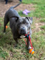 Shelter Stray Male Dog last seen Near Russwood Ave Stone Mountain, 30083, 30083, GA, 3280 Chamblee Dunwoody Rd, Chamblee, GA 30341, USA