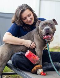 Shelter Stray Male Dog last seen , 30032, GA, 3280 Chamblee Dunwoody Rd, Chamblee, GA 30341, USA