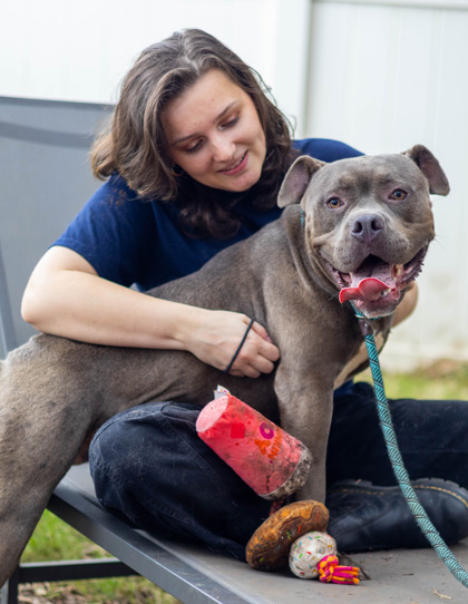 Shelter Stray Male Dog last seen , 30032, GA, 3280 Chamblee Dunwoody Rd, Chamblee, GA 30341, USA