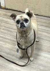 Shelter Stray Female Dog last seen Near Avenida Del Gado, Oceanside, CA, 92057, Oceanside, CA 92058, USA