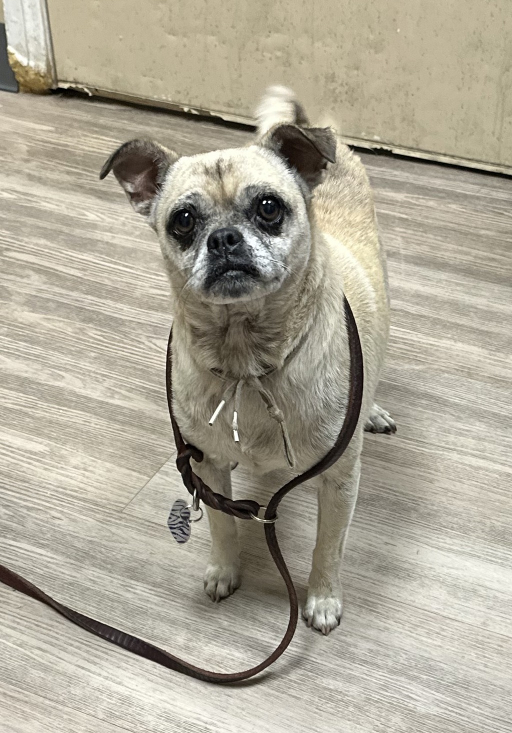 Shelter Stray Female Dog last seen Near Avenida Del Gado, Oceanside, CA, 92057, Oceanside, CA 92058, USA