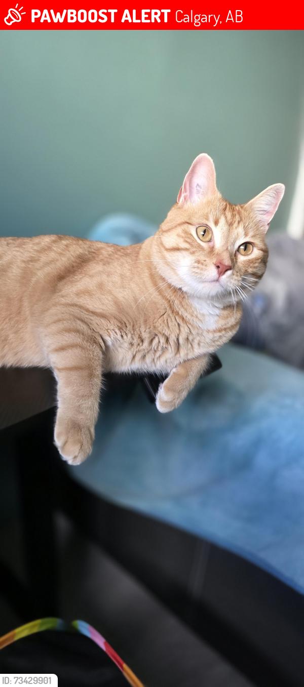 Lost Male Cat last seen At home., Calgary, AB 