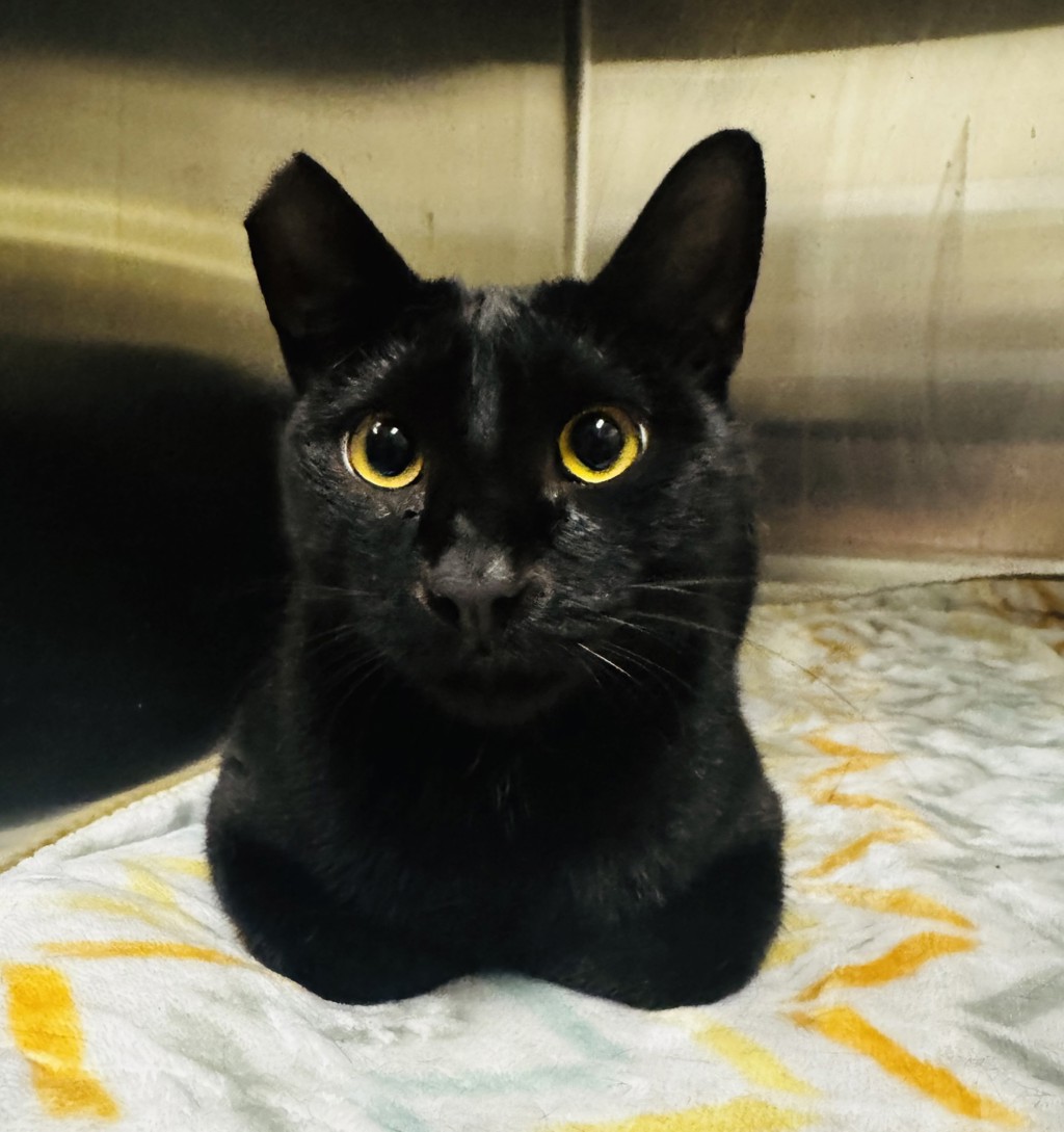 Shelter Stray Male Cat last seen Near S Magnolia Avenue, El Cajon, CA, 92020, El Cajon, CA 92020, USA