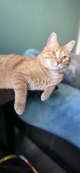 Lost Male Cat last seen At home., Calgary, AB 