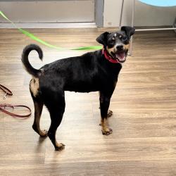 Shelter Stray Female Dog last seen Fashion Valley, San Diego, CA, 92108, 5500 Gaines St, San Diego, CA 92110, USA