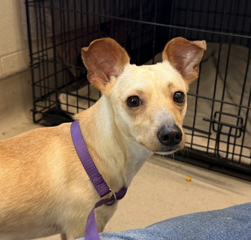 Shelter Stray Male Dog last seen Near Duval Street, San Diego, CA, 92102, El Cajon, CA 92020, USA