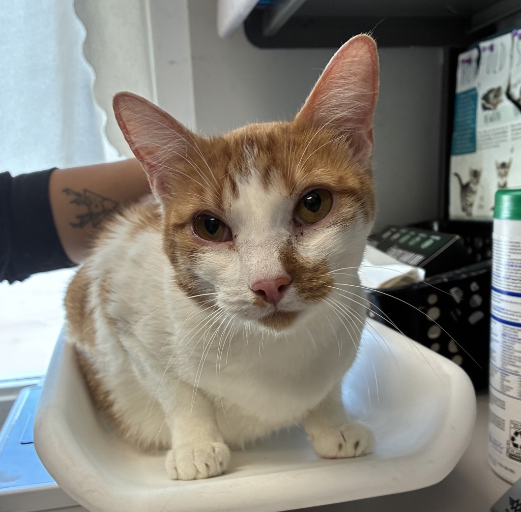 Shelter Stray Female Cat last seen Near W Snow Queen Place, SALT LAKE CITY, UT, 84104, 511 W 3900 S, Salt Lake City, UT 84123, USA