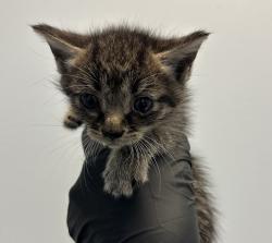 Shelter Stray Female Cat last seen Central Avenue, San Diego, CA, 92105, 5500 Gaines St, San Diego, CA 92110, USA