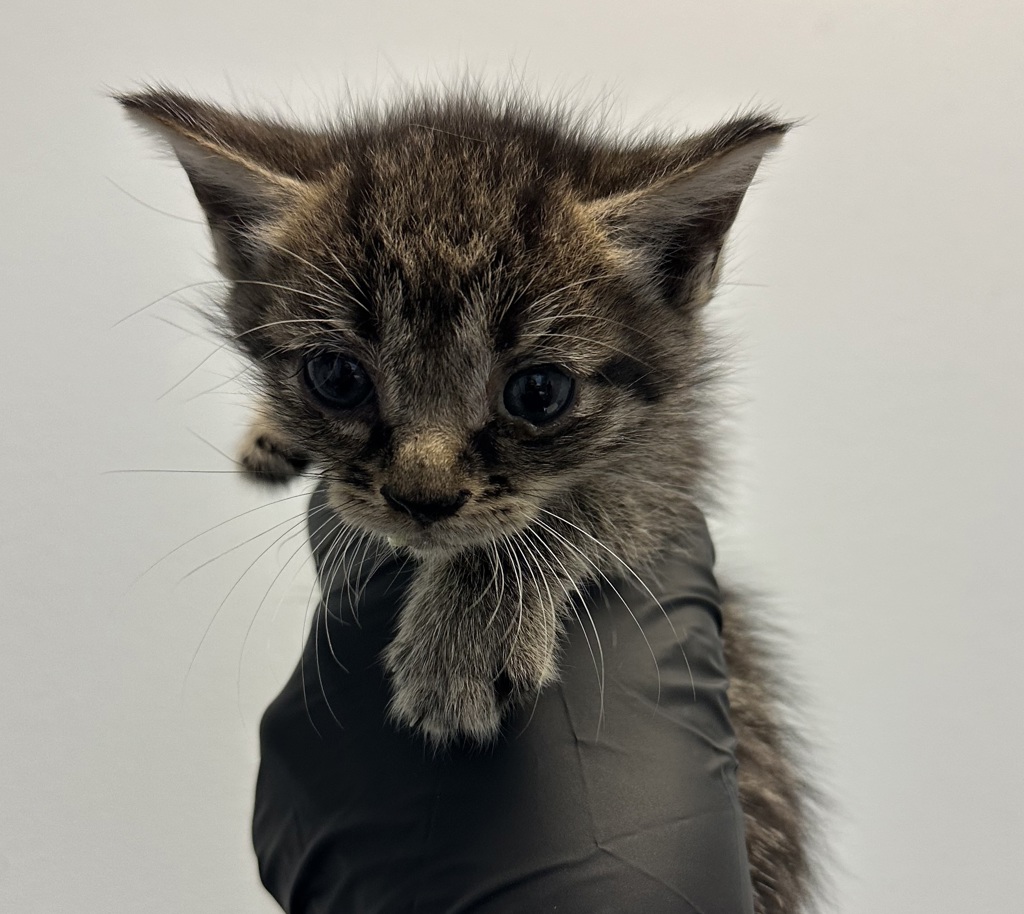Shelter Stray Female Cat last seen Central Avenue, San Diego, CA, 92105, 5500 Gaines St, San Diego, CA 92110, USA