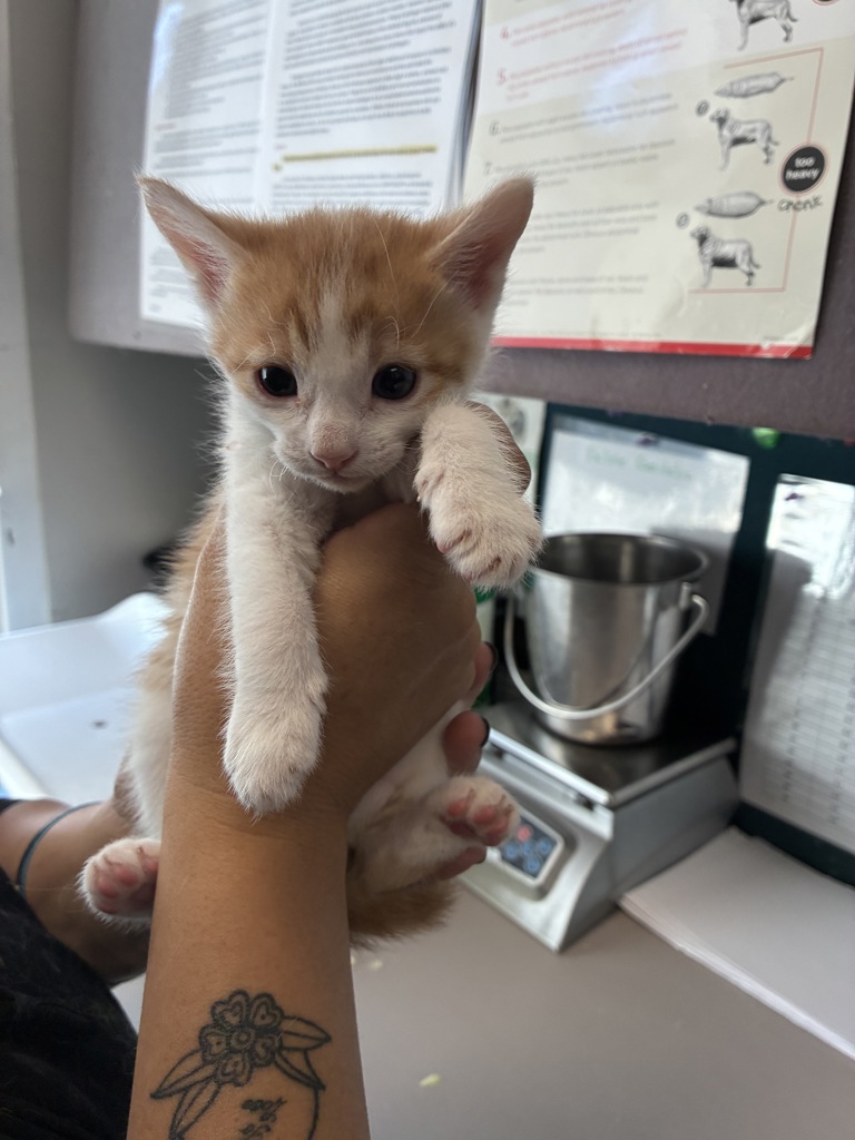 Shelter Stray Male Cat last seen Near W Snow Queen Place, SALT LAKE CITY, UT, 84104, 511 W 3900 S, Salt Lake City, UT 84123, USA
