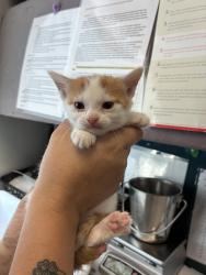 Shelter Stray Female Cat last seen Near W Snow Queen Place, SALT LAKE CITY, UT, 84104, 511 W 3900 S, Salt Lake City, UT 84123, USA