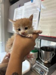 Shelter Stray Female Cat last seen Near W Snow Queen Place, SALT LAKE CITY, UT, 84104, 511 W 3900 S, Salt Lake City, UT 84123, USA