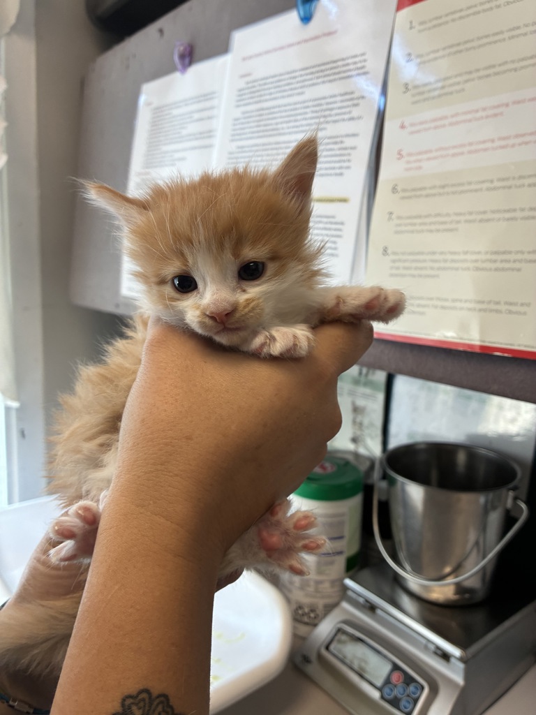 Shelter Stray Female Cat last seen Near W Snow Queen Place, SALT LAKE CITY, UT, 84104, 511 W 3900 S, Salt Lake City, UT 84123, USA