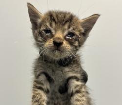 Shelter Stray Female Cat last seen Central Avenue, San Diego, CA, 92105, 5500 Gaines St, San Diego, CA 92110, USA