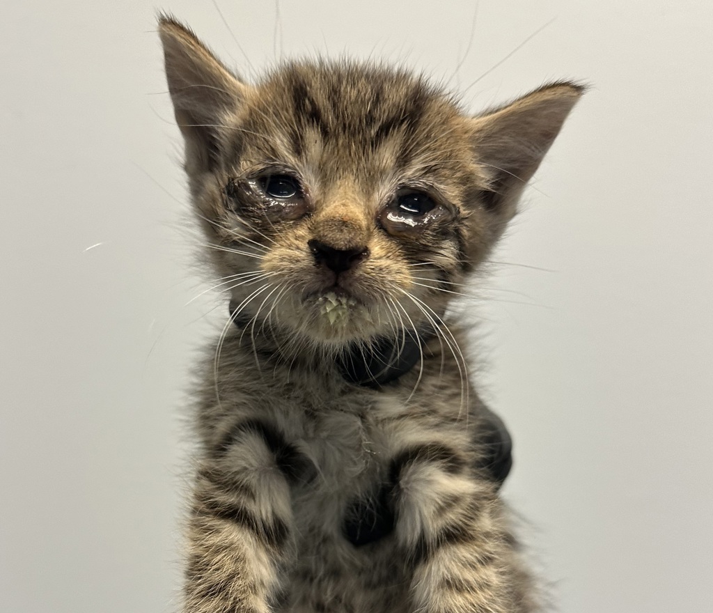 Shelter Stray Female Cat last seen Central Avenue, San Diego, CA, 92105, 5500 Gaines St, San Diego, CA 92110, USA