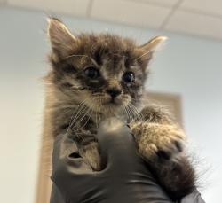 Shelter Stray Female Cat last seen Central Avenue, San Diego, CA, 92105, 5500 Gaines St, San Diego, CA 92110, USA