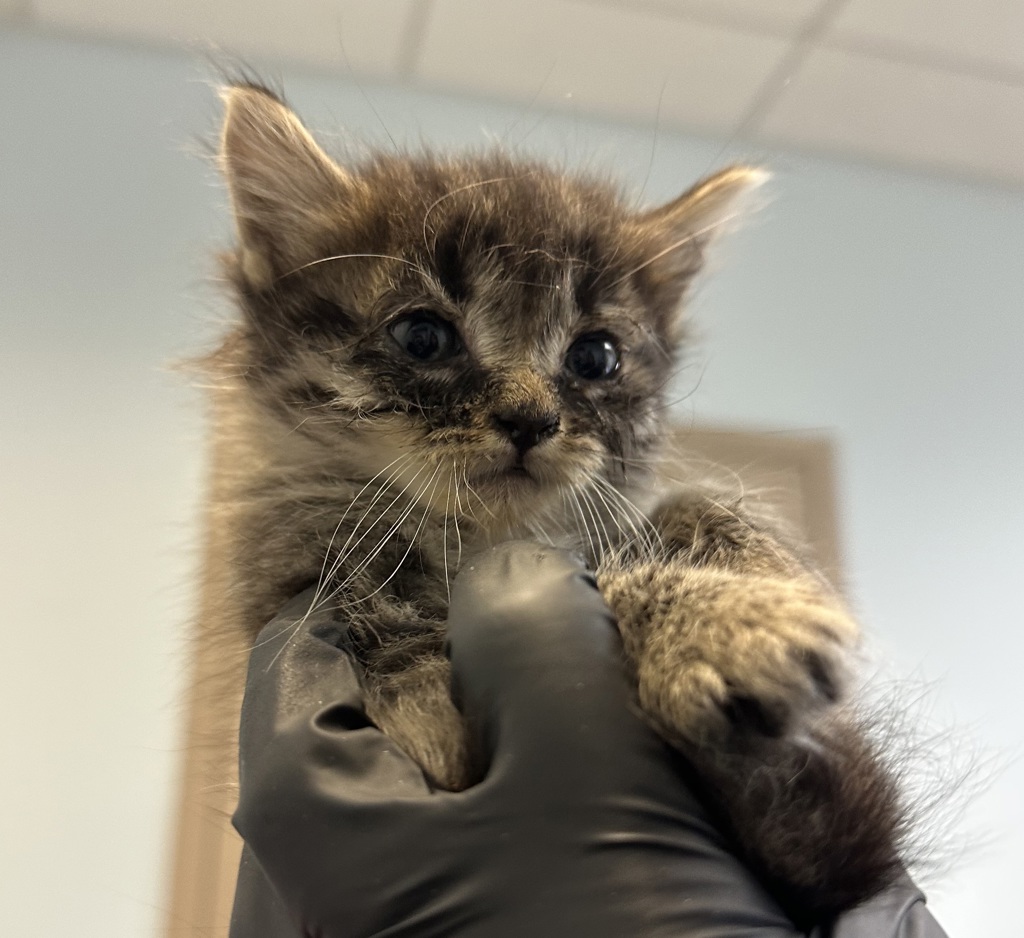 Shelter Stray Female Cat last seen Central Avenue, San Diego, CA, 92105, 5500 Gaines St, San Diego, CA 92110, USA