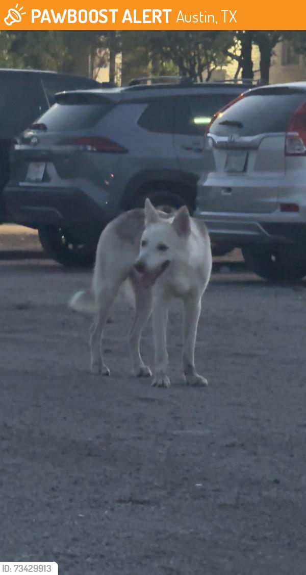 Found/Stray Male Dog last seen Near the dog park and parking lot in the Sangria Park apmt complex, Austin, TX 78723