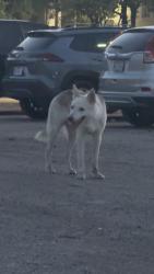 Found/Stray Male Dog last seen Near the dog park and parking lot in the Sangria Park apmt complex, Austin, TX 78723