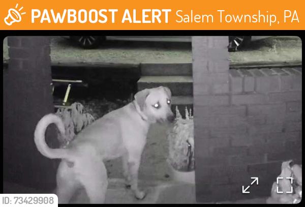 Found/Stray Male Dog last seen Story Rd, Slickville, Salem Township, PA 15632