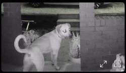 Found/Stray Male Dog last seen Story Rd, Slickville, Salem Township, PA 15632