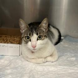 Shelter Stray Female Cat last seen , 6621 Westminster Ave, Garden Grove, CA 92844, USA