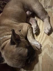 Reunited Male Dog last seen Near, Cleveland, TX 77327