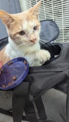 Reunited Male Cat last seen Grand and mission by trader Joe's, South Pasadena, CA 91030