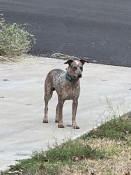 Found/Stray Male Dog last seen Timberline Drive Bullard TX, Bullard, TX 75757