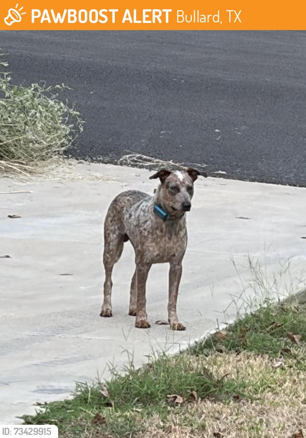 Found/Stray Male Dog last seen Timberline Drive Bullard TX, Bullard, TX 75757